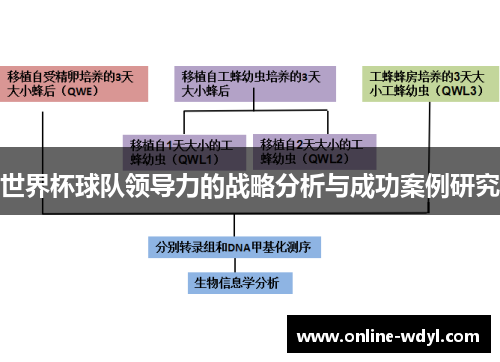 世界杯球队领导力的战略分析与成功案例研究