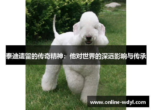 泰迪遗留的传奇精神：他对世界的深远影响与传承